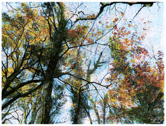 Arboreal Fall III