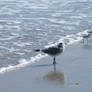 Seabirds in the Surf