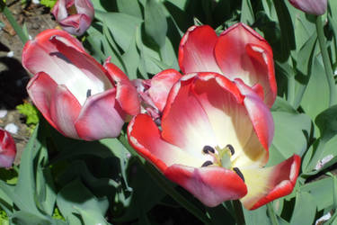 Tulips