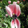 Split Tulip