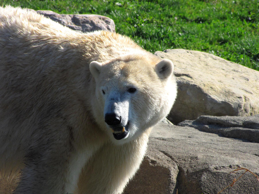 Polar bear by CierraFrye