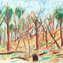 Creswick Forest