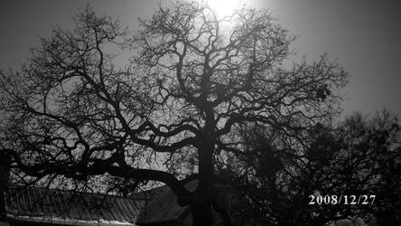 Tree in Black and White