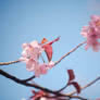 Cherry blossoms