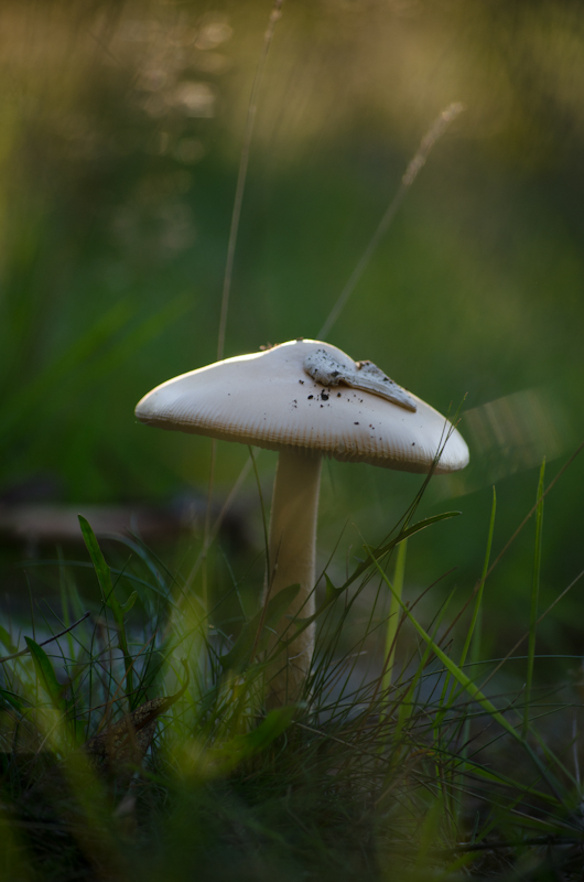 Golden Hour Mushroom