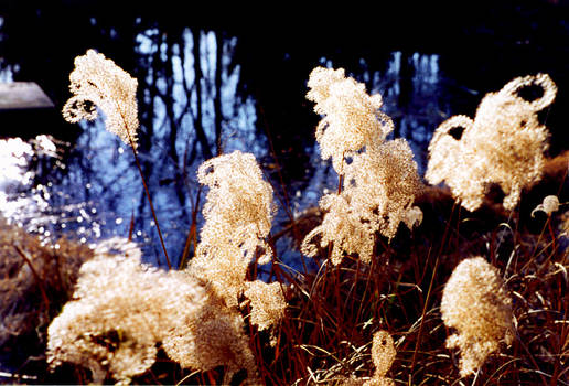 Fuzzy Plant Thingies