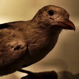 bird4