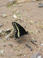 Sand Butterfly