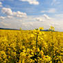 Rapeseed