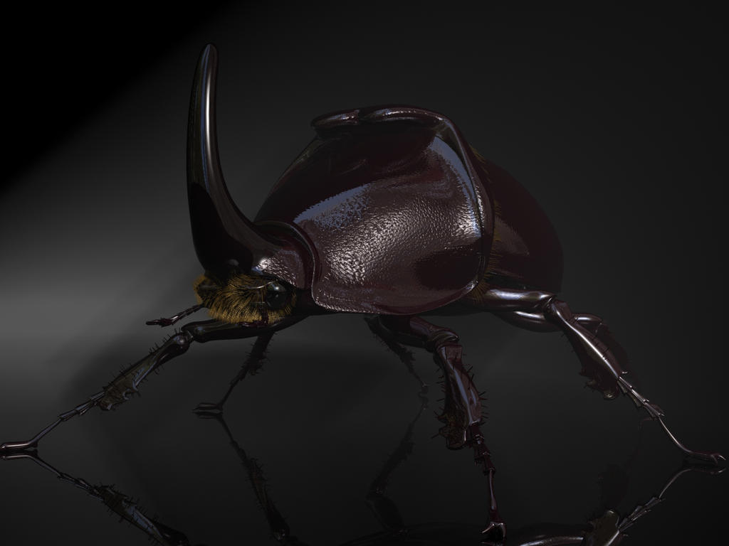 Rhinoceros Beetle 3D