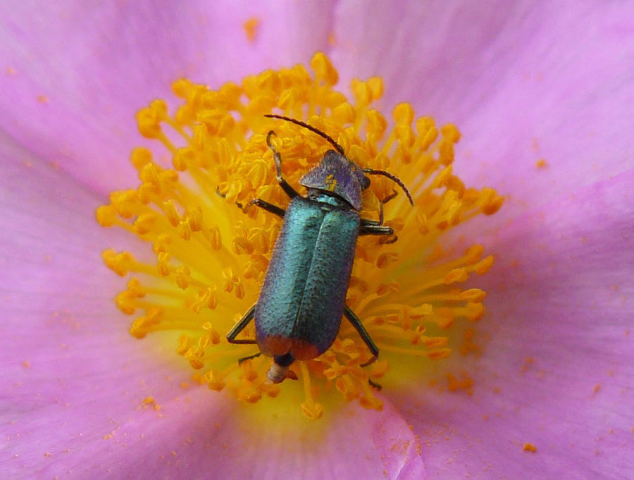 Blue beetle on Cistus