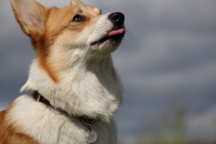 Smart Corgi