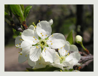 Another tree flower