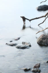 tree reaching to the water