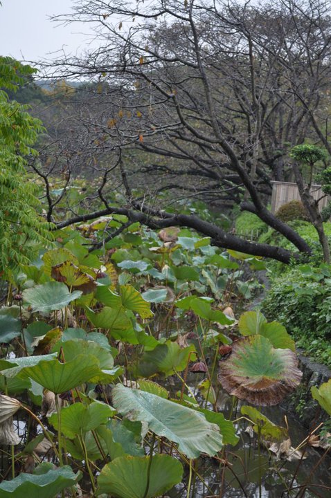 The smiling pond