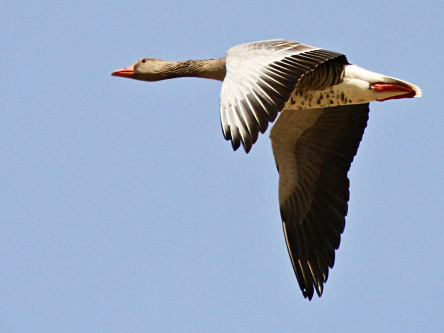 Anser anser by henkeliduu on DeviantArt