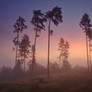 Pines and Fog