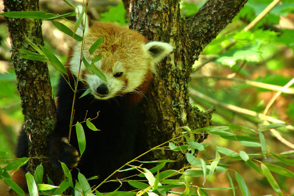 Ailurus fulgens by henkeliduu on DeviantArt