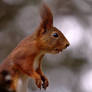 Sciurus vulgaris