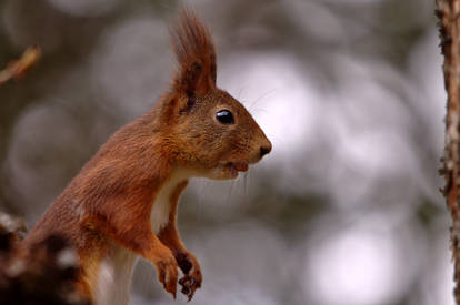 Sciurus vulgaris