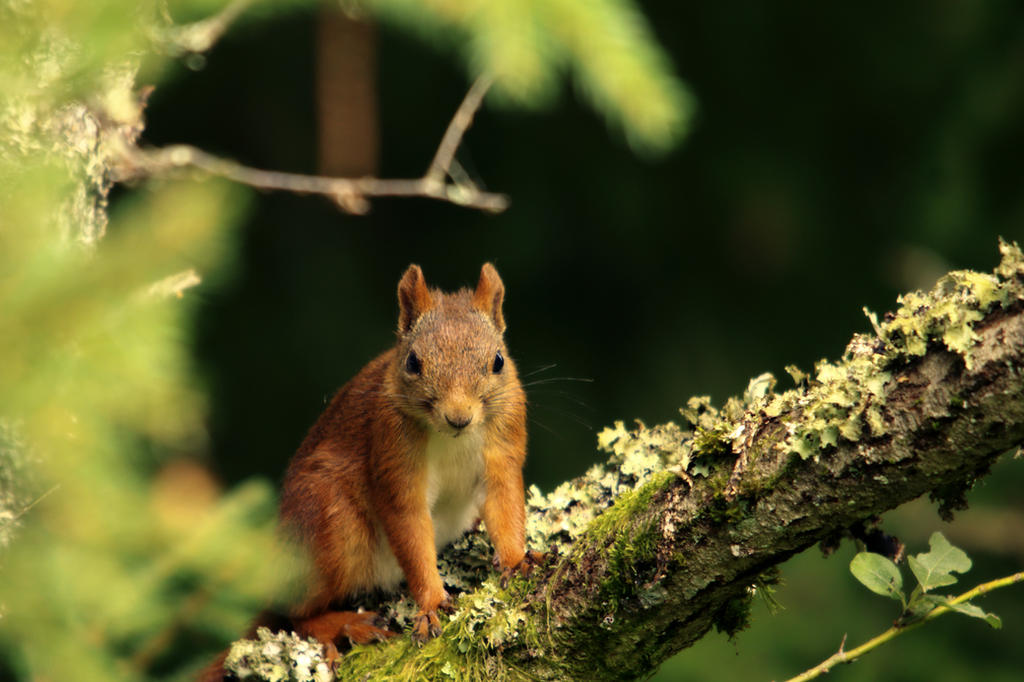 Sciurus vulgaris