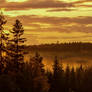 Golden forest