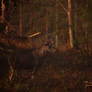 Alces alces