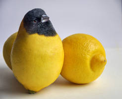 Lemonbird