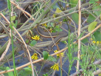 Sun Bathing Snake