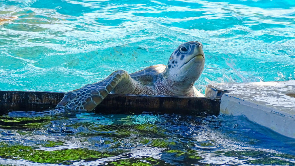 Tortoise Hello Turtle Saying Hello by kavo555 on DeviantArt