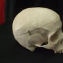 Human Skull 11