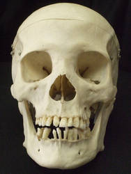 Human Skull 01 by qxvw198