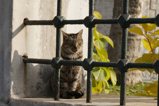 Sunny Side Cat