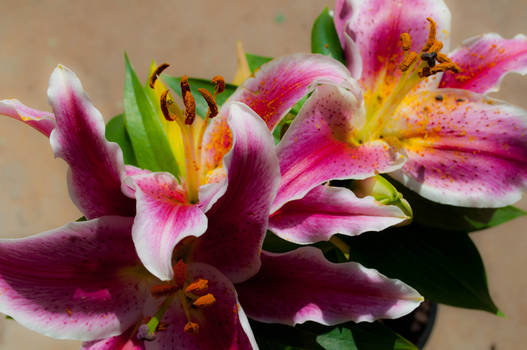 Lovley Lilies