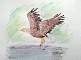 White Tailed Eagle watercolor, the King of our sky