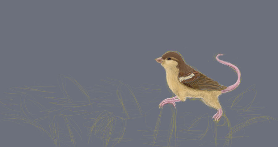 WIP: House sparrow x House mouse gryphon