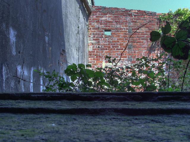 Broken Leaves and Wall