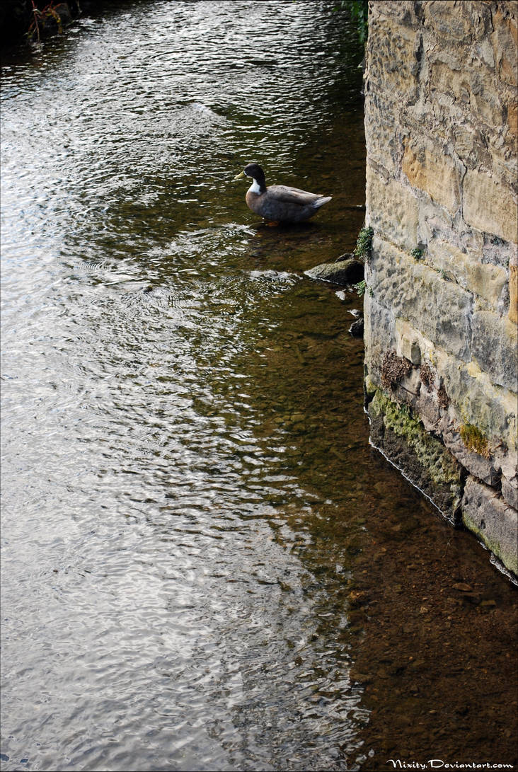 Waddle by PointAndSnap on DeviantArt