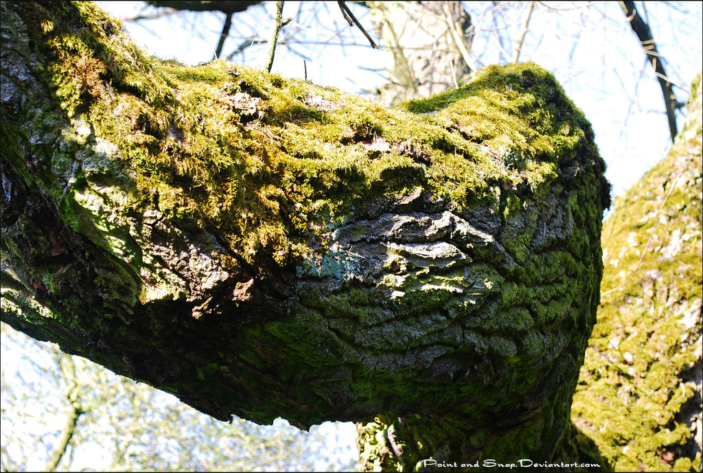 Gnarled by PointAndSnap on DeviantArt