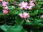 lotus   flowers