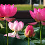 lotus  flowers stock  lotus