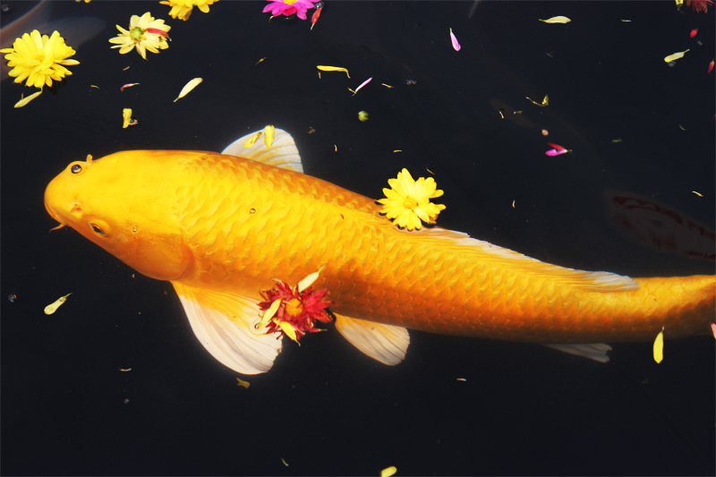 gold Carp 7