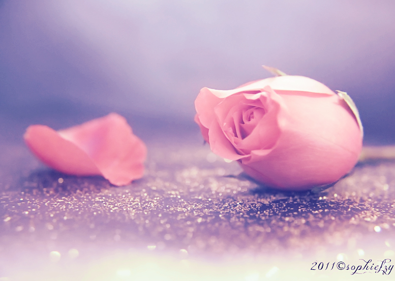 Pink Rose bokeh