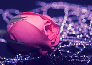 Pink Rose bokeh 7