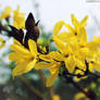 Jasminum nudiflorum