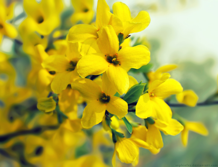 Jasminum nudiflorum 2