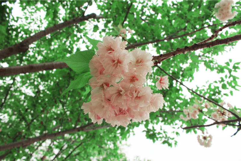 cherry blossoms 2