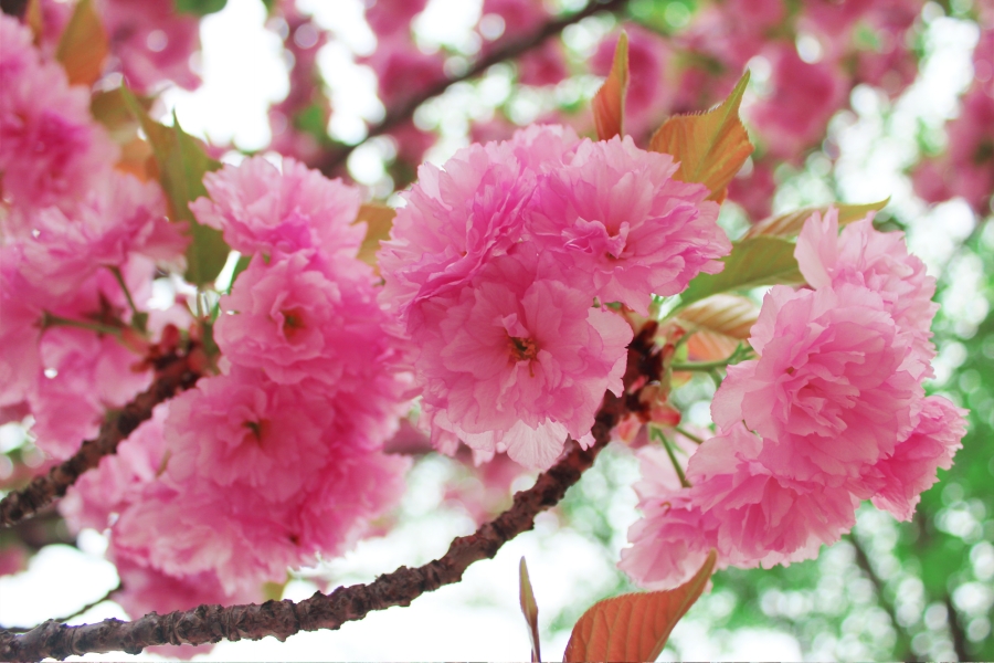 cherry blossoms