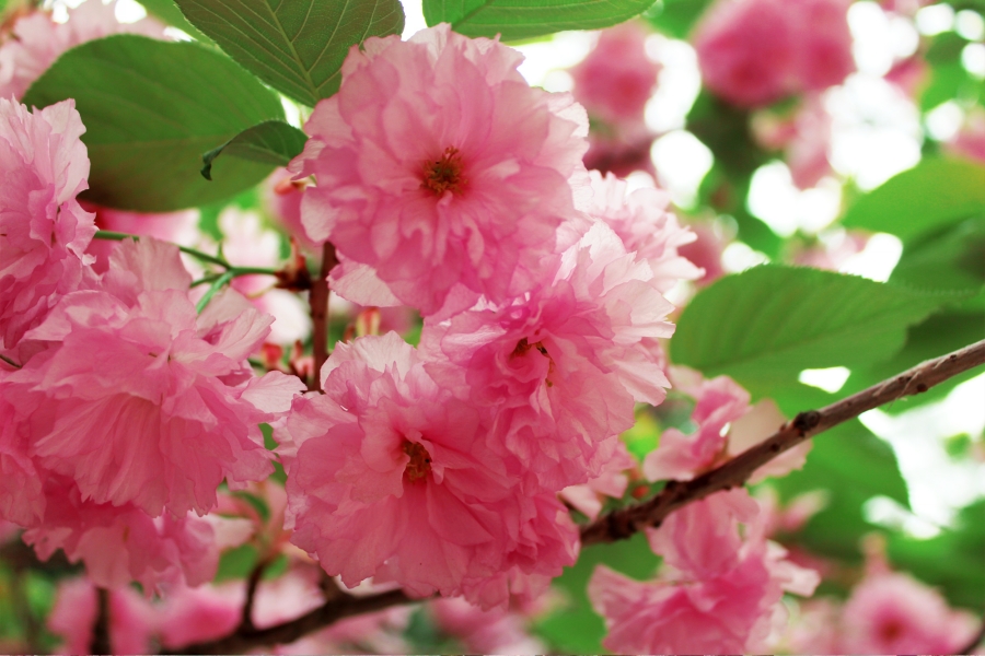 cherry blossoms