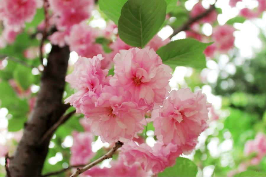 cherry blossoms